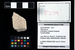 Foto (Objekt + Etikett) von Pithonoton sp.  (NHMW-GEO-2014-0194-0239)